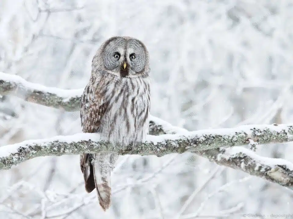 Ein Bartkauz sitzt auf einem schneebedeckten Ast und blickt aufmerksam in die Umgebung.