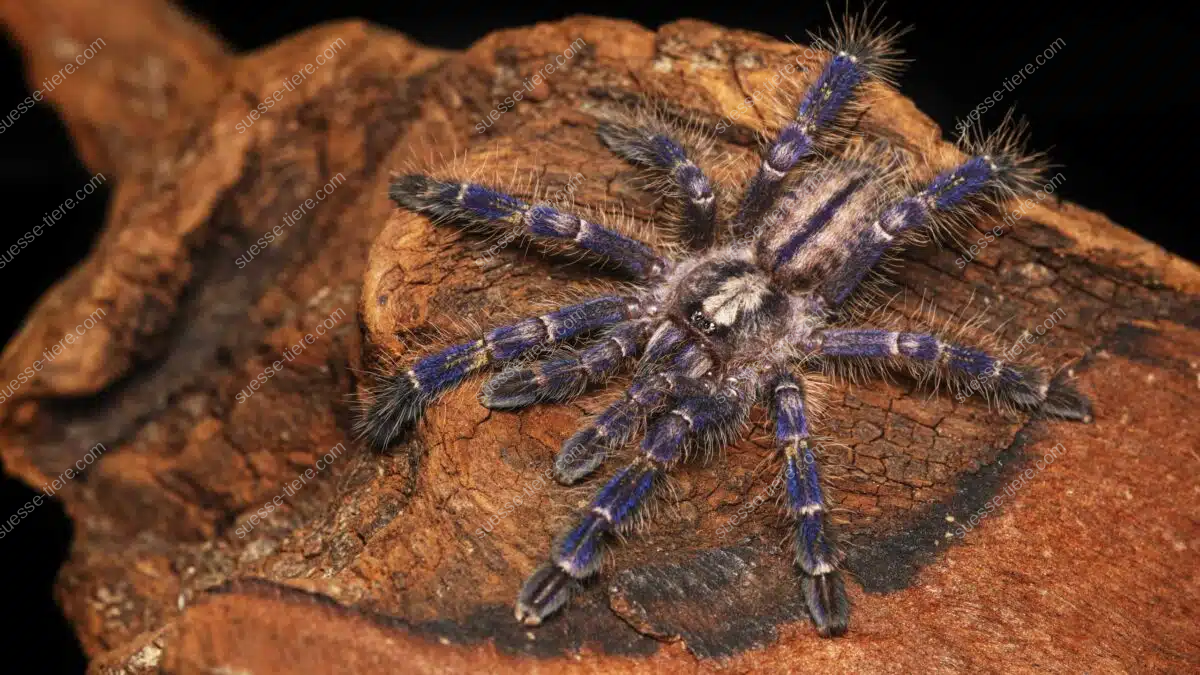 Eine Blaue Ornament-Vogelspinne sitzt mit ausgebreiteten Beinen auf rauer Baumrinde.