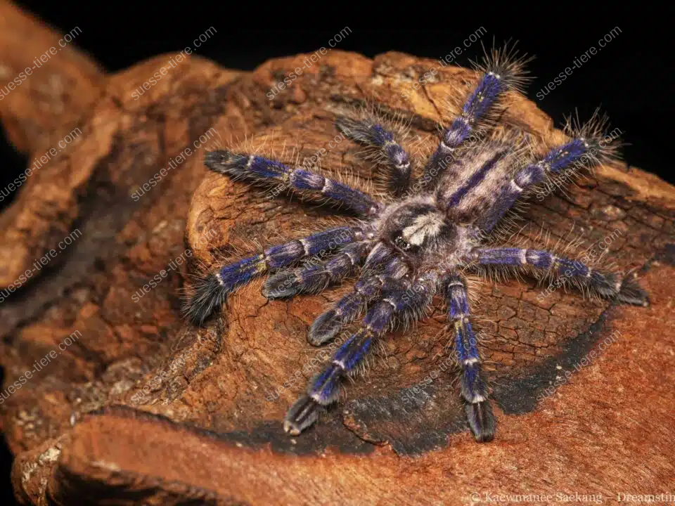 Eine Blaue Ornament-Vogelspinne sitzt mit ausgebreiteten Beinen auf rauer Baumrinde.
