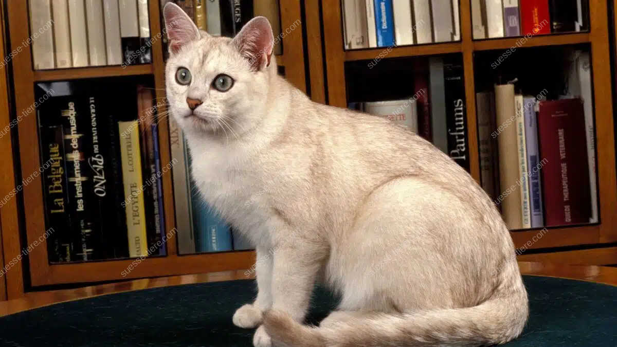 Eine helle Burmilla-Katze sitzt aufmerksam vor einem Bücherregal.