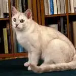 Eine helle Burmilla-Katze sitzt aufmerksam vor einem Bücherregal.