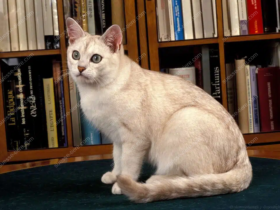 Eine helle Burmilla-Katze sitzt aufmerksam vor einem Bücherregal.