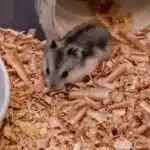 Ein Campbell-Zwerghamster sitzt aufmerksam im Holzstreu seines Geheges.