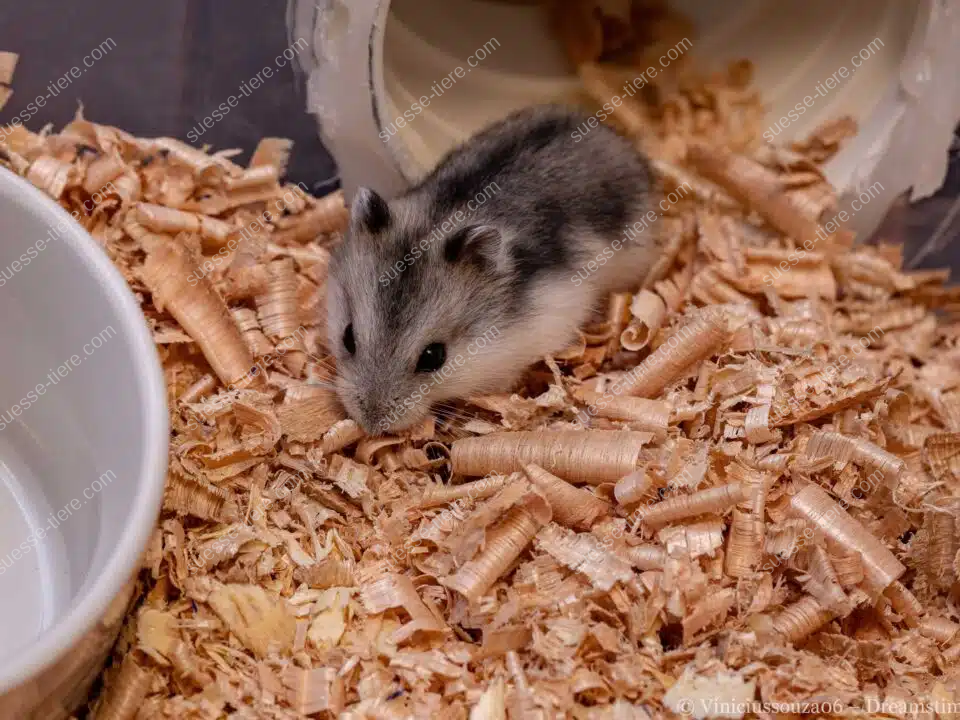 Ein Campbell-Zwerghamster sitzt aufmerksam im Holzstreu seines Geheges.