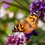 Ein Distelfalter sitzt mit ausgebreiteten Flügeln auf einer violetten Blüte.