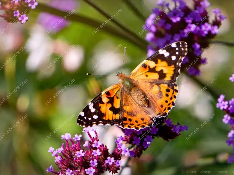 Ein Distelfalter sitzt mit ausgebreiteten Flügeln auf einer violetten Blüte.