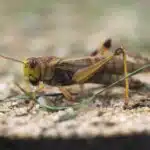Eine Europäische Wanderheuschrecke sitzt auf trockenem Boden zwischen Gräsern.