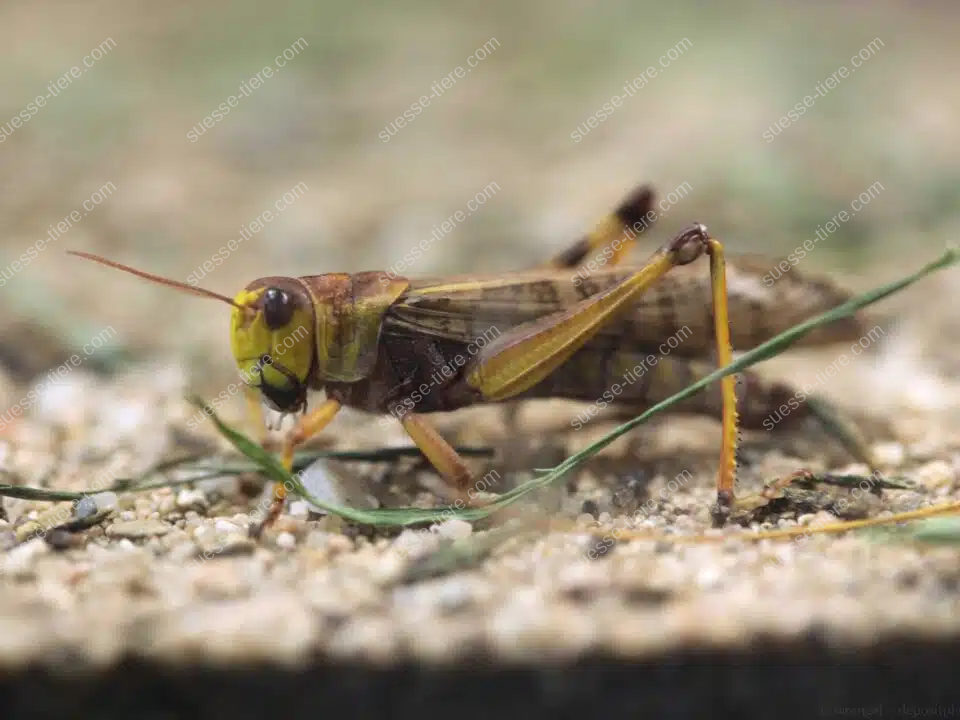 Eine Europäische Wanderheuschrecke sitzt auf trockenem Boden zwischen Gräsern.