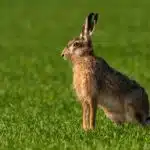 Ein Europäischer Feldhase sitzt im grünen Gras und blickt aufmerksam in die Ferne.