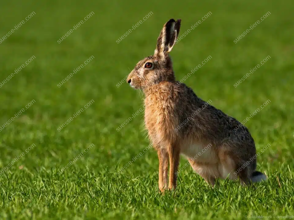 Ein Europäischer Feldhase sitzt im grünen Gras und blickt aufmerksam in die Ferne.