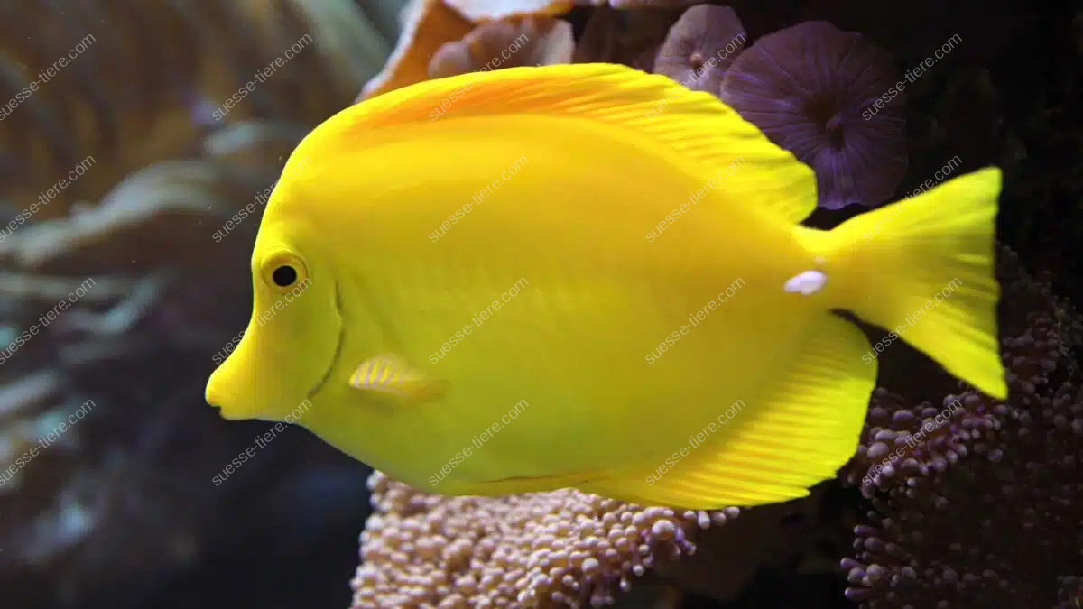 Ein Gelber Segelflossendoktor schwimmt leuchtend gelb durch ein Korallenriff.