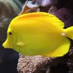 Ein Gelber Segelflossendoktor schwimmt leuchtend gelb durch ein Korallenriff.