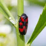 Eine Gemeine Blutzikade sitzt auf einem Pflanzenstängel und zeigt ihr auffälliges Rot-Schwarz-Muster.