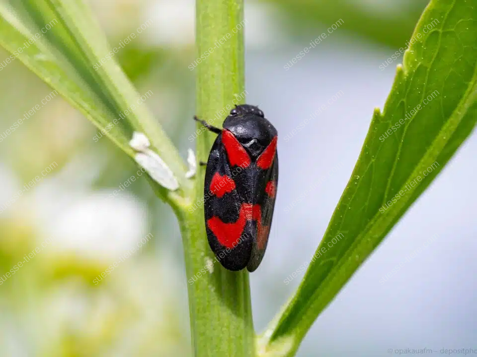 Eine Gemeine Blutzikade sitzt auf einem Pflanzenstängel und zeigt ihr auffälliges Rot-Schwarz-Muster.