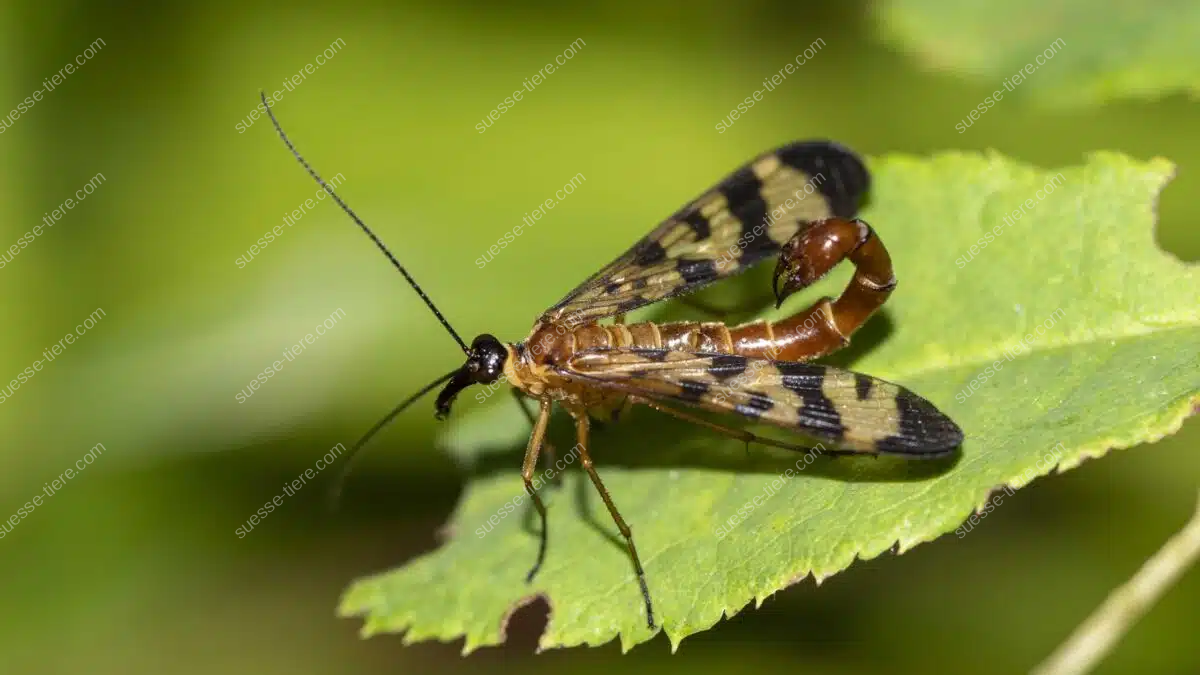 Eine Gemeine Skorpionsfliege sitzt auf einem Blatt und zeigt ihren charakteristischen Hinterleib.