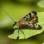 Eine Gemeine Skorpionsfliege sitzt auf einem Blatt und zeigt ihren charakteristischen Hinterleib.