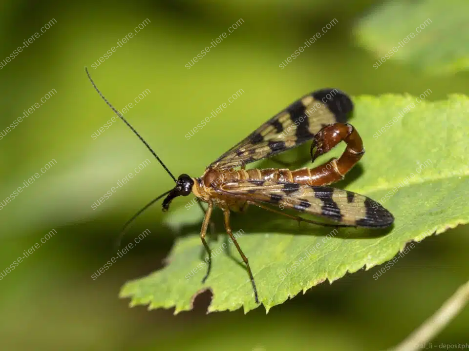 Eine Gemeine Skorpionsfliege sitzt auf einem Blatt und zeigt ihren charakteristischen Hinterleib.