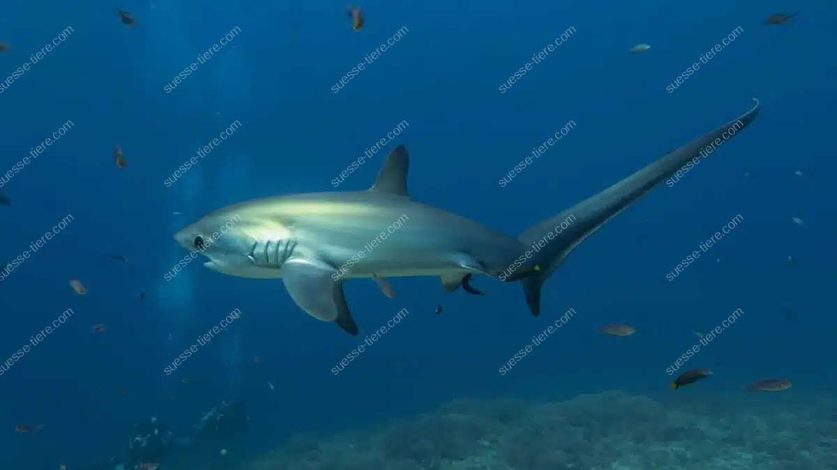 Ein Gemeiner Fuchshai gleitet durch das offene Meer und zeigt seine lange Schwanzflosse.