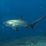 Ein Gemeiner Fuchshai gleitet durch das offene Meer und zeigt seine lange Schwanzflosse.