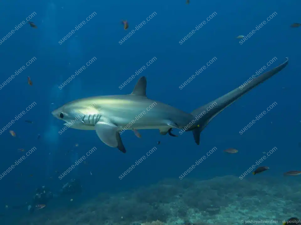 Ein Gemeiner Fuchshai gleitet durch das offene Meer und zeigt seine lange Schwanzflosse.