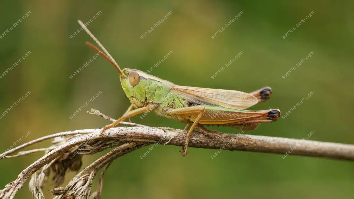 Ein Gemeiner Grashüpfer sitzt seitlich auf einem trockenen Pflanzenstängel. Seine langen Fühler, die kräftigen Hinterbeine und die grünlich-braune Färbung sind gut erkennbar.