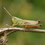 Ein Gemeiner Grashüpfer sitzt seitlich auf einem trockenen Pflanzenstängel. Seine langen Fühler, die kräftigen Hinterbeine und die grünlich-braune Färbung sind gut erkennbar.