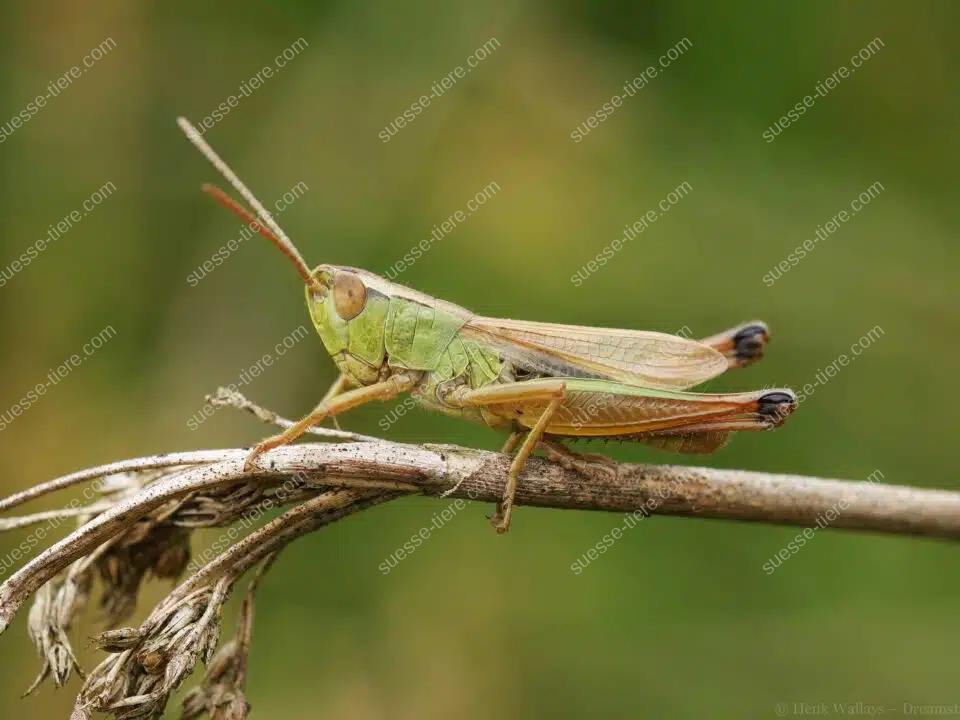 Ein Gemeiner Grashüpfer sitzt seitlich auf einem trockenen Pflanzenstängel. Seine langen Fühler, die kräftigen Hinterbeine und die grünlich-braune Färbung sind gut erkennbar.