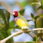 Eine Gouldamadine in kräftigen Farben sitzt auf einem Ast im tropischen Grün.