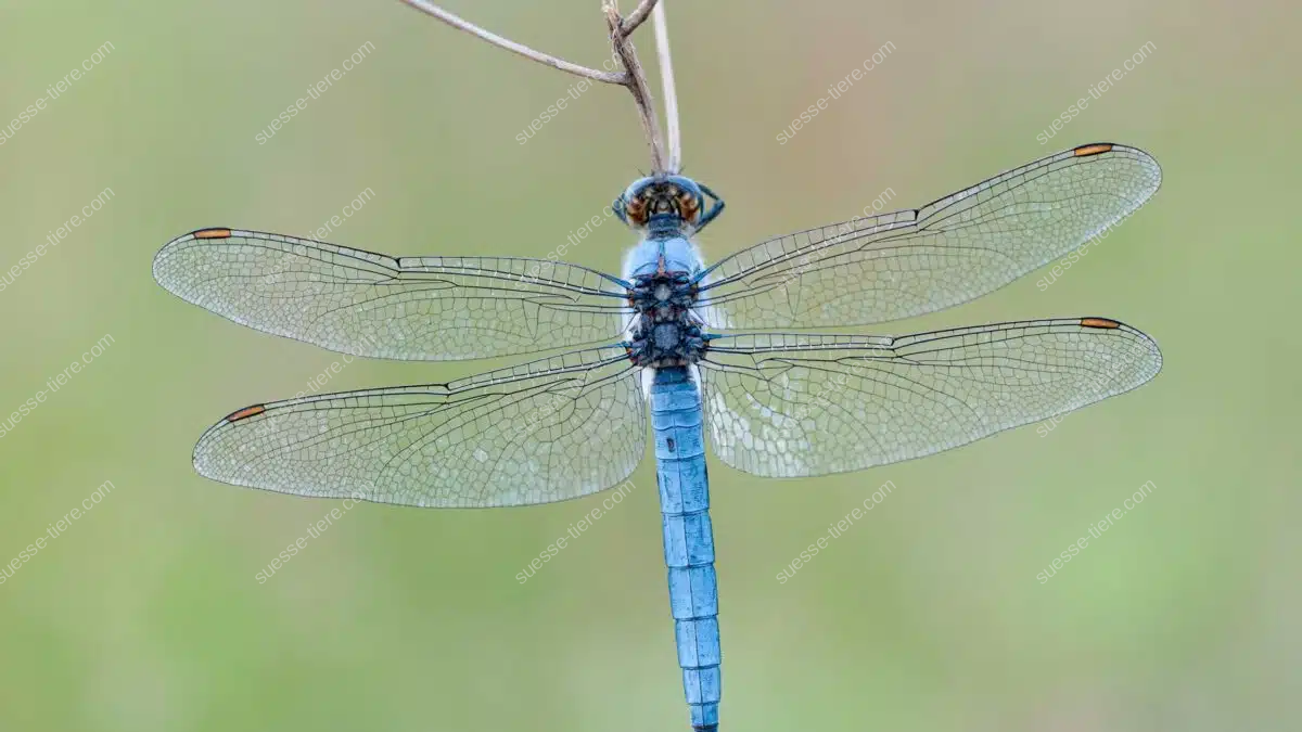 Ein Großer Blaupfeil mit blauer Färbung sitzt mit ausgebreiteten Flügeln an einem Ast.