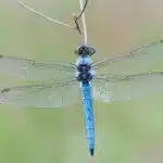 Ein Großer Blaupfeil mit blauer Färbung sitzt mit ausgebreiteten Flügeln an einem Ast.