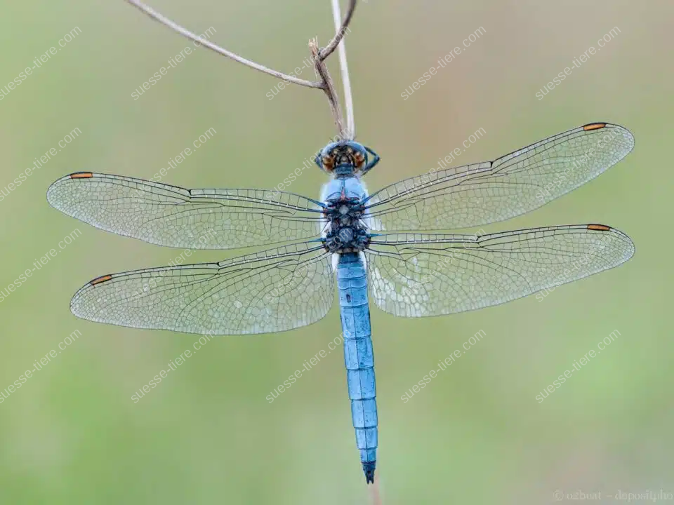 Ein Großer Blaupfeil mit blauer Färbung sitzt mit ausgebreiteten Flügeln an einem Ast.