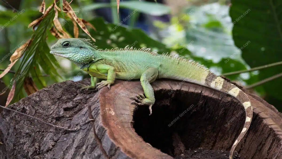 Eine Grüne Wasseragame sitzt wachsam auf einem Baumstamm im dichten Grün.