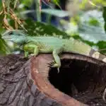 Eine Grüne Wasseragame sitzt wachsam auf einem Baumstamm im dichten Grün.