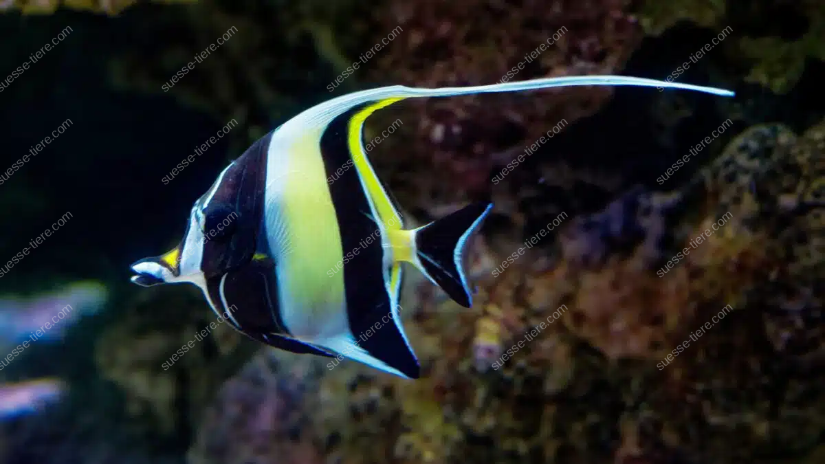 Ein Halfterfisch schwimmt mit ausgezogener Rückenflosse durch ein farbenreiches Korallenriff.