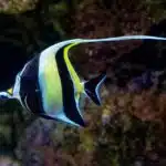 Ein Halfterfisch schwimmt mit ausgezogener Rückenflosse durch ein farbenreiches Korallenriff.