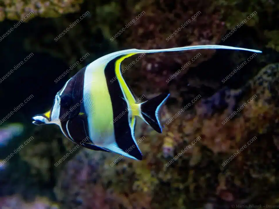 Ein Halfterfisch schwimmt mit ausgezogener Rückenflosse durch ein farbenreiches Korallenriff.