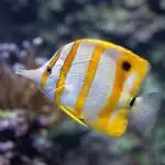 Ein Kupferstreifen-Pinzettfisch mit gelb-weißen Streifen schwimmt seitlich im Korallenriff.