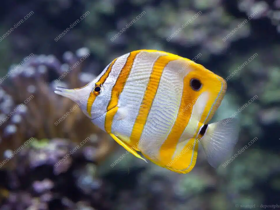 Ein Kupferstreifen-Pinzettfisch mit gelb-weißen Streifen schwimmt seitlich im Korallenriff.