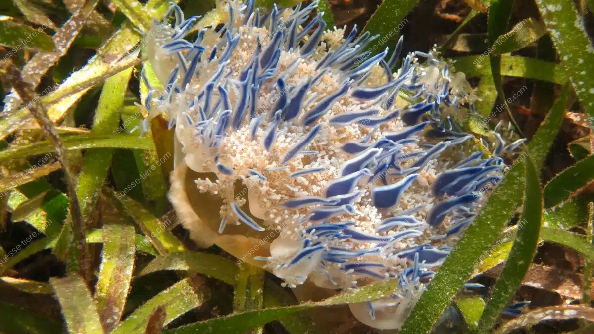 Eine Mangrovenqualle liegt zwischen Seegras und zeigt ihre nach oben gerichtete Schirmseite.