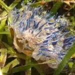 Eine Mangrovenqualle liegt zwischen Seegras und zeigt ihre nach oben gerichtete Schirmseite.