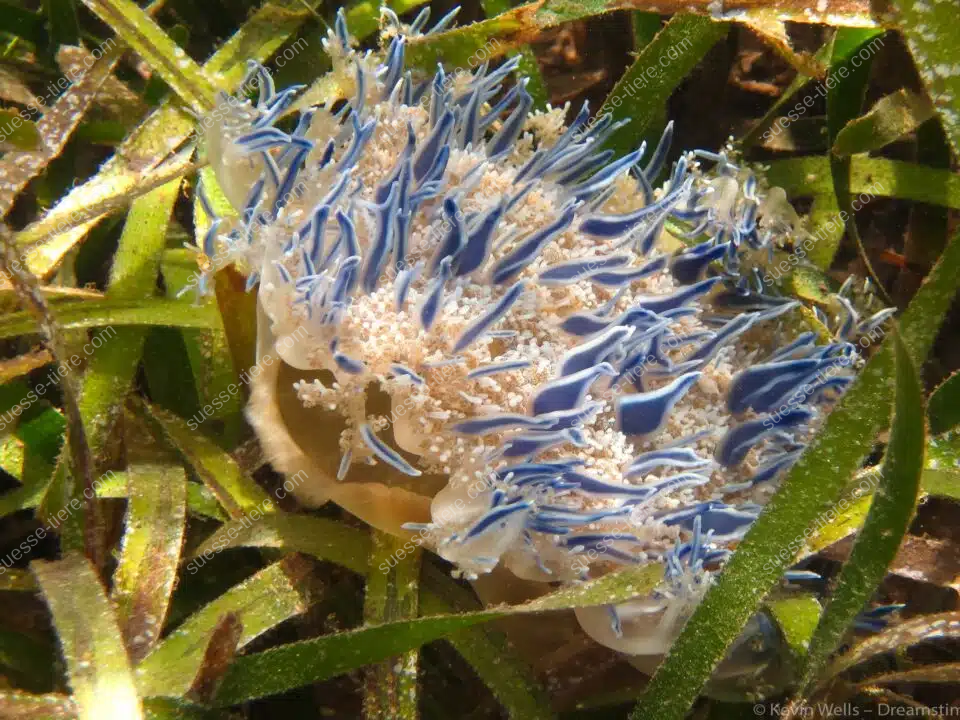 Eine Mangrovenqualle liegt zwischen Seegras und zeigt ihre nach oben gerichtete Schirmseite.