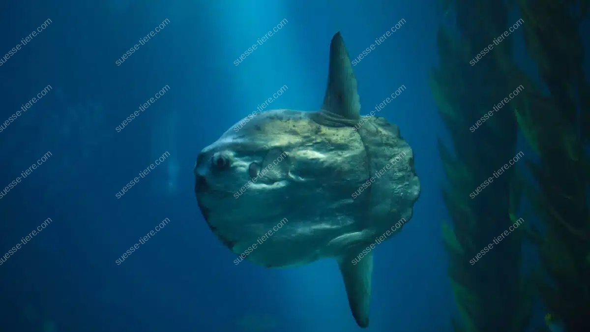 Ein großer Mondfisch schwimmt seitlich im blauen Meerwasser.