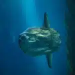 Ein großer Mondfisch schwimmt seitlich im blauen Meerwasser.