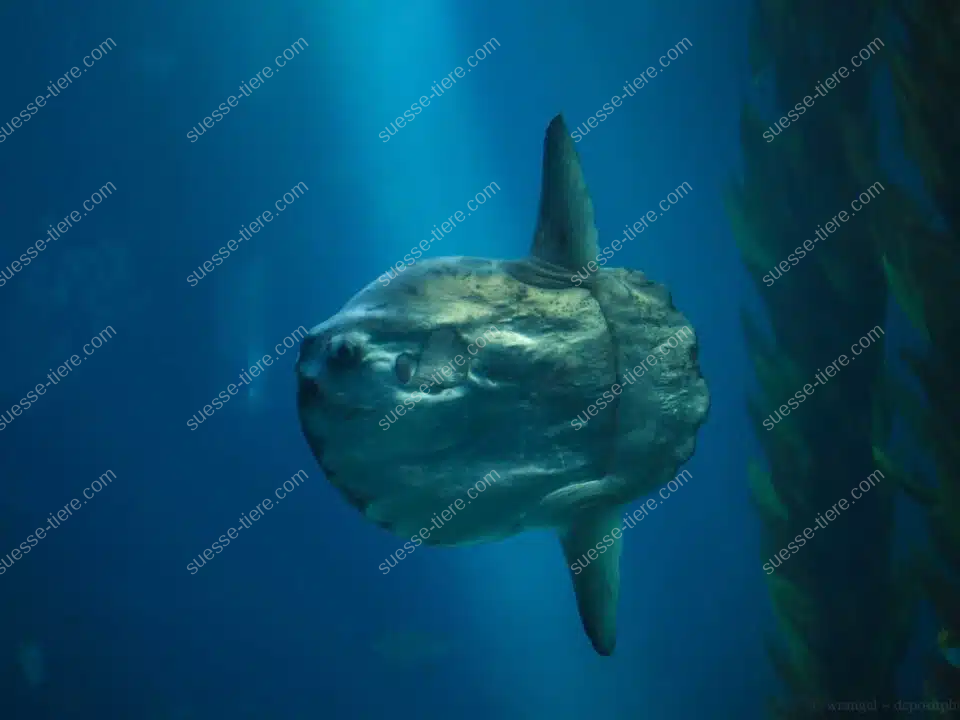 Ein großer Mondfisch schwimmt seitlich im blauen Meerwasser.