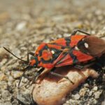 Eine Ritterwanze sitzt auf einem hellen Stein und zeigt ihre auffällige rot-schwarze Färbung.