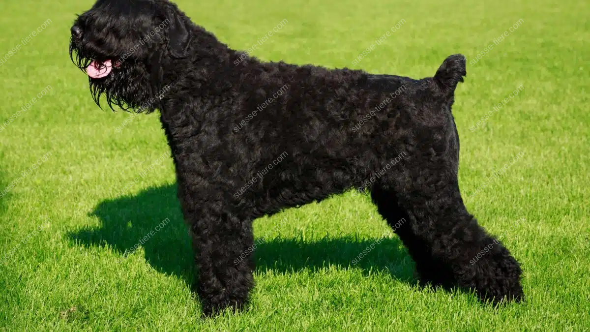 Ein Schwarzer Russischer Terrier steht seitlich auf einer grünen Wiese und zeigt sein dichtes schwarzes Fell.