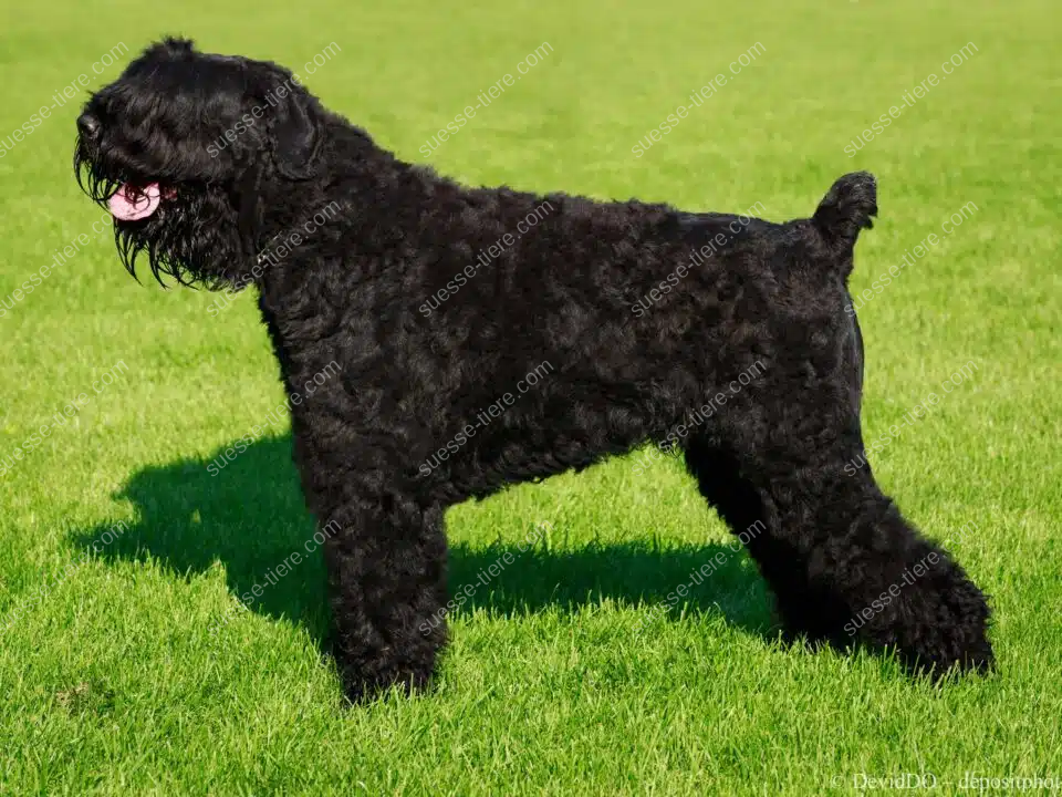 Ein Schwarzer Russischer Terrier steht seitlich auf einer grünen Wiese und zeigt sein dichtes schwarzes Fell.