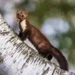 Ein Steinmarder mit hellem Kehlfleck steht aufmerksam auf einem schrägen Birkenstamm.