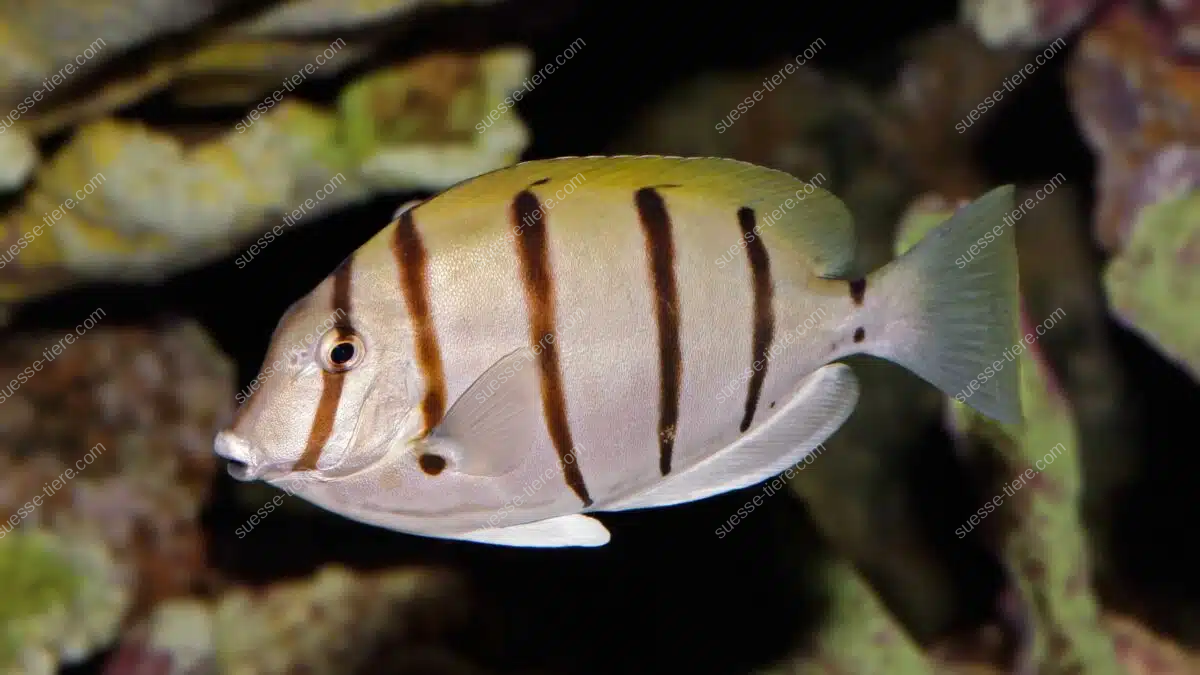 Ein Sträflings-Doktorfisch schwimmt mit dunklen Querstreifen durch ein tropisches Riff.