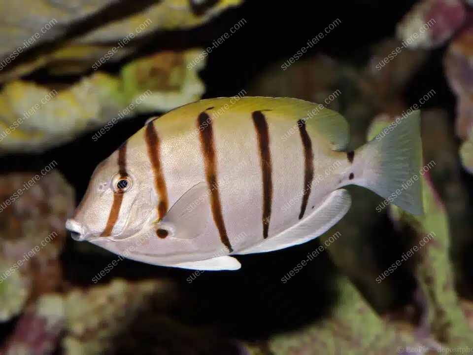 Ein Sträflings-Doktorfisch schwimmt mit dunklen Querstreifen durch ein tropisches Riff.